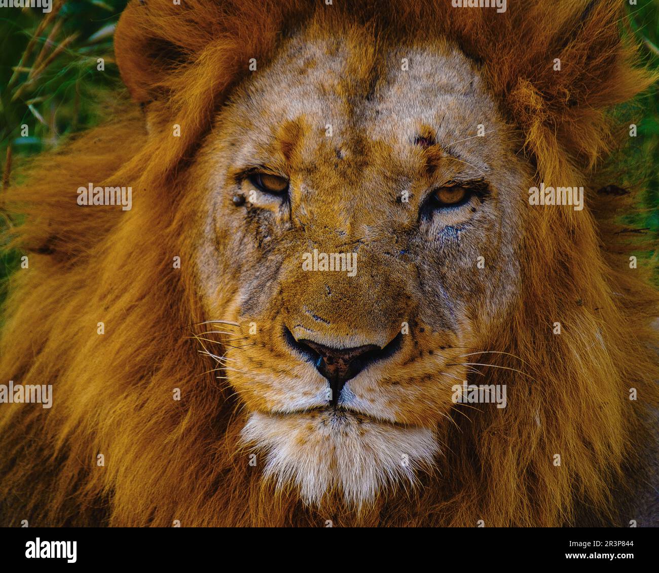 Primo piano della testa di leone maschile durante safar in Sudafrica Kruger Park Foto Stock