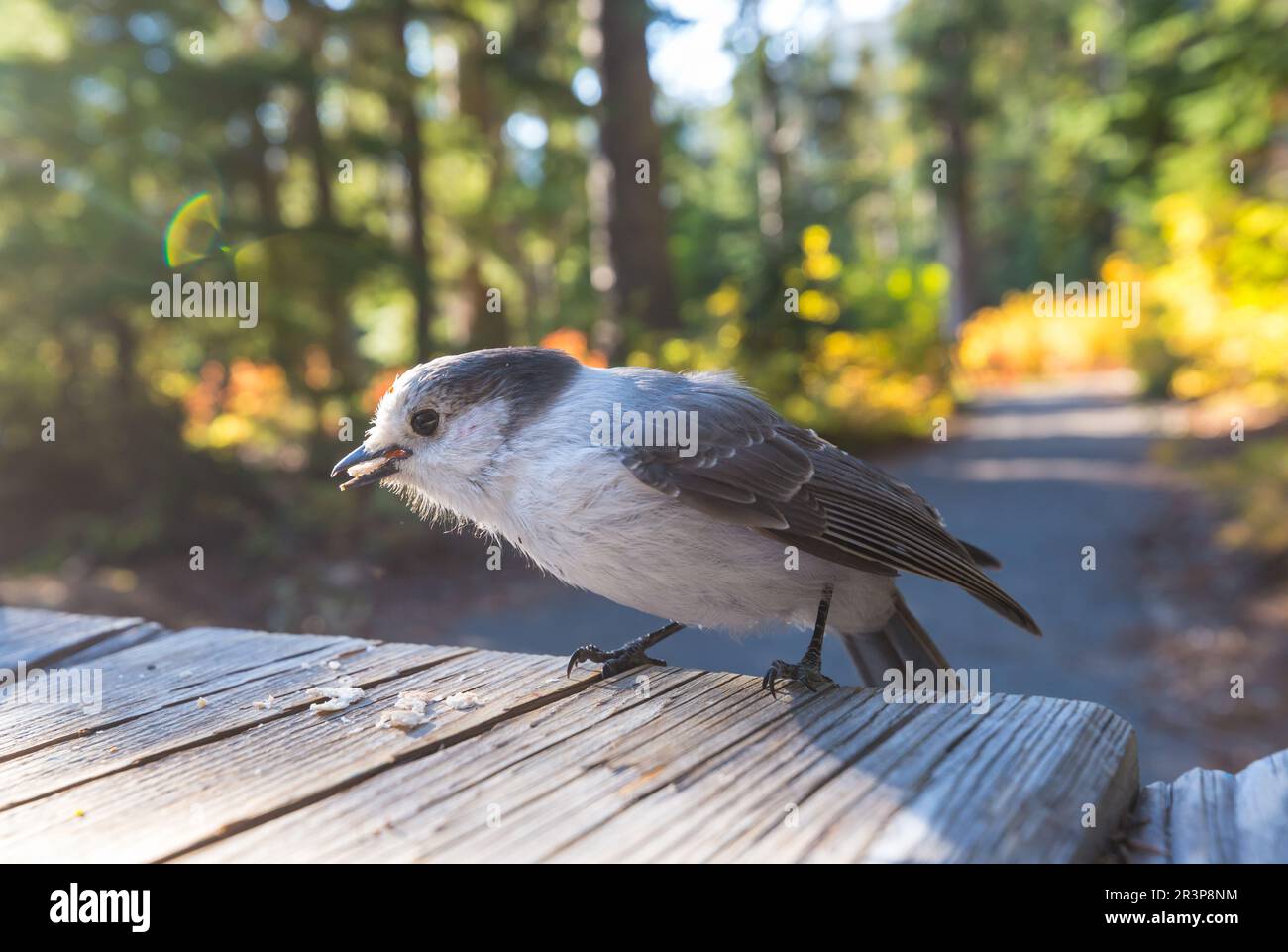 Jay Foto Stock