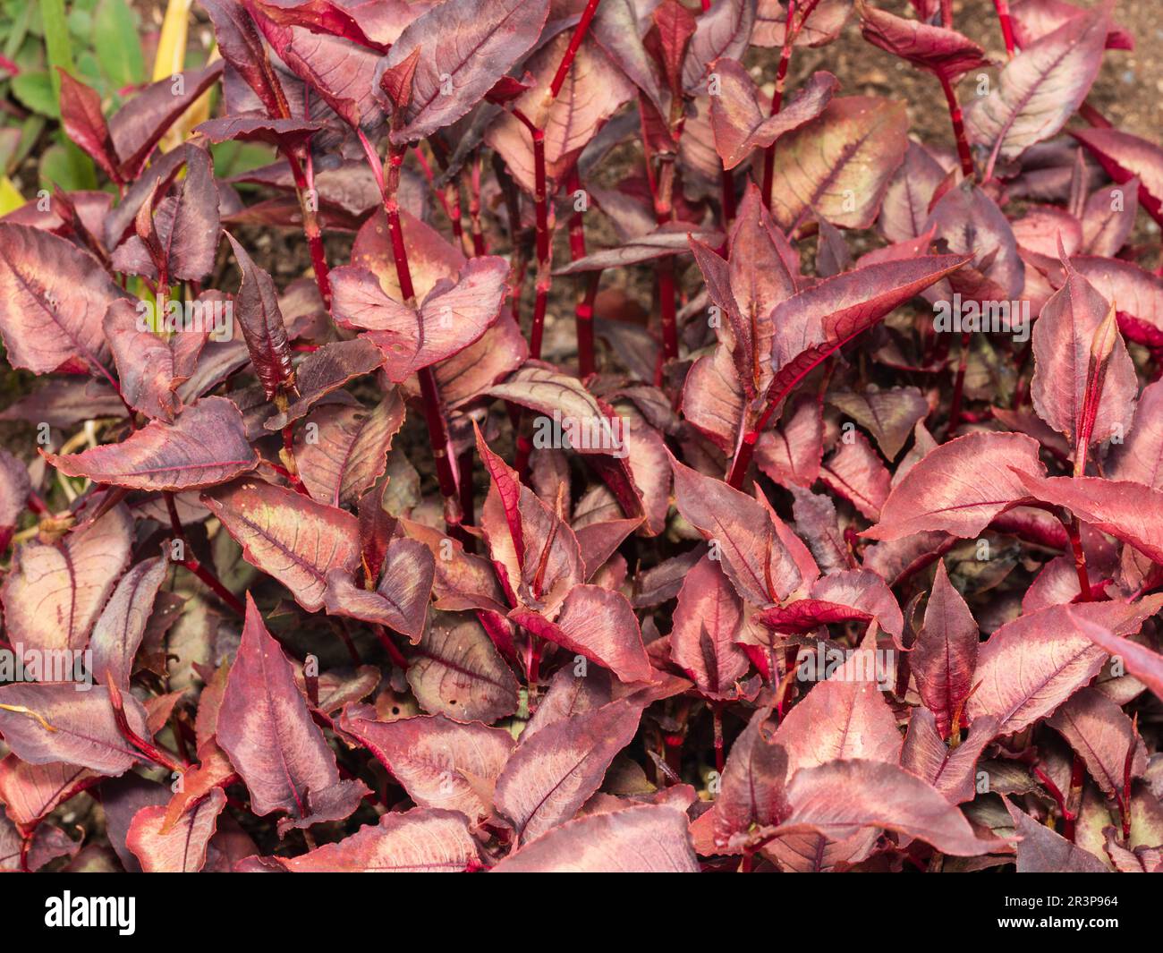 Foglie rosse argentate della pianta del fogliame perenne ornamentale, Persicaria microcephala 'Drago d'Argento' Foto Stock