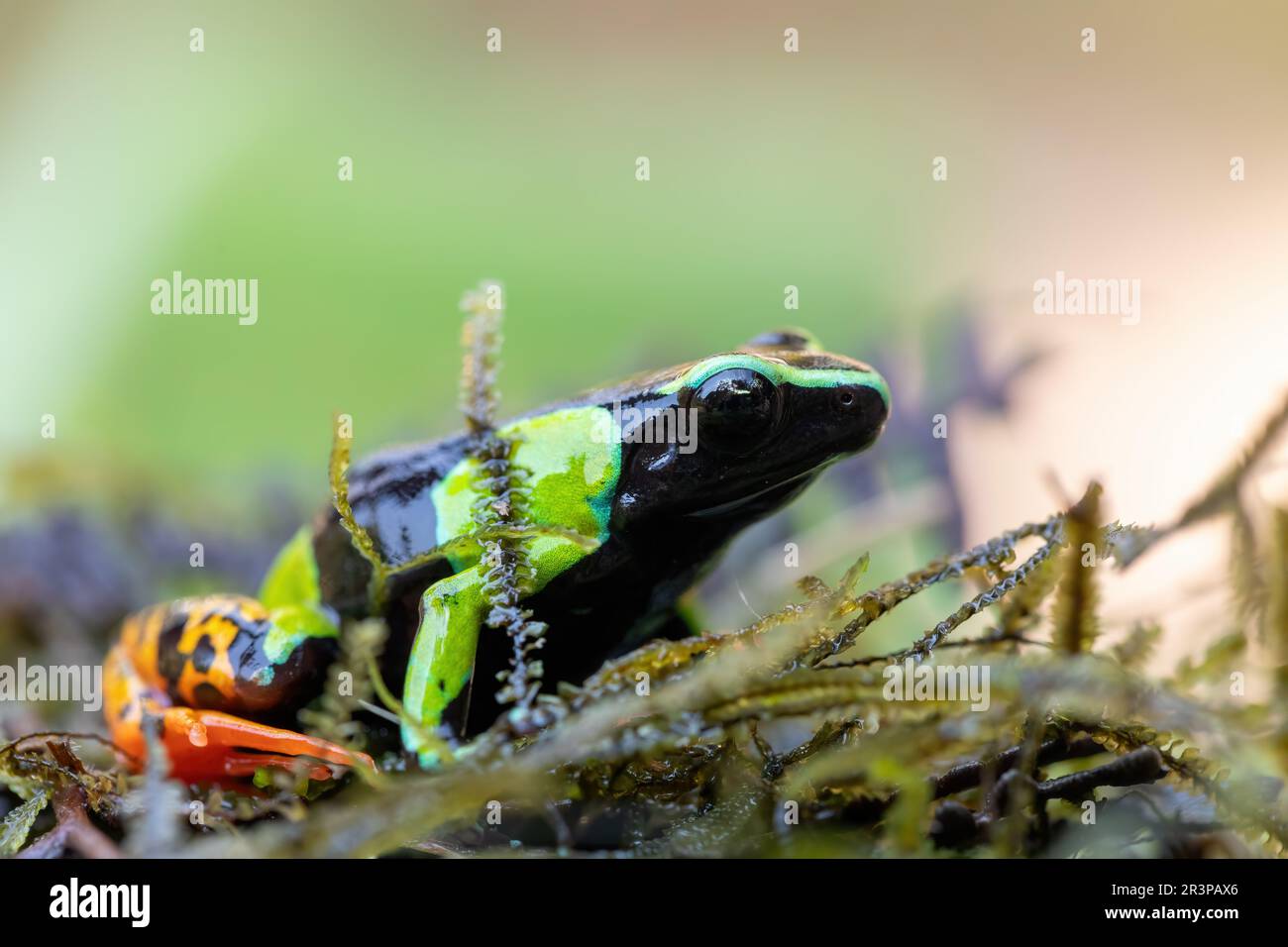 Mantella di Barone, Mantella Baroni, rana endemica, Madagascar Foto Stock