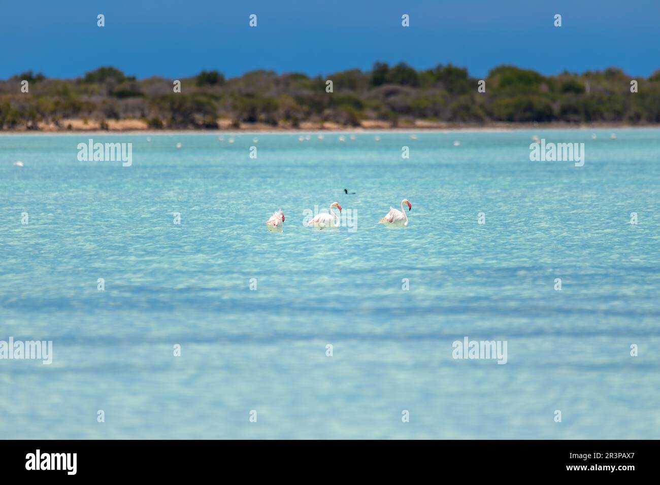 Greater flamingo, Phoenicopterus roseus, Tsimanampetsotsa Riserva Naturale, Madagascar Foto Stock