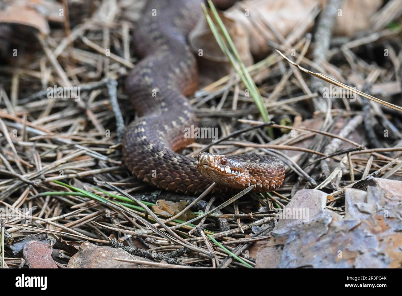 Una vipera nel selvaggio. Un serpente velenoso sullo sfondo dei gambi d'erba. Foto Stock