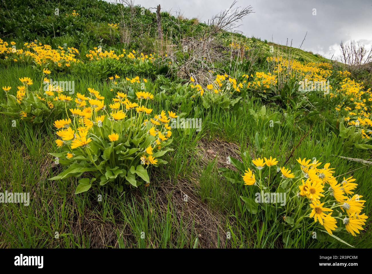 Mules Ear Wildflowers ai piedi delle Wasatch Mountains, Salt Lake City, Utah. STATI UNITI Foto Stock