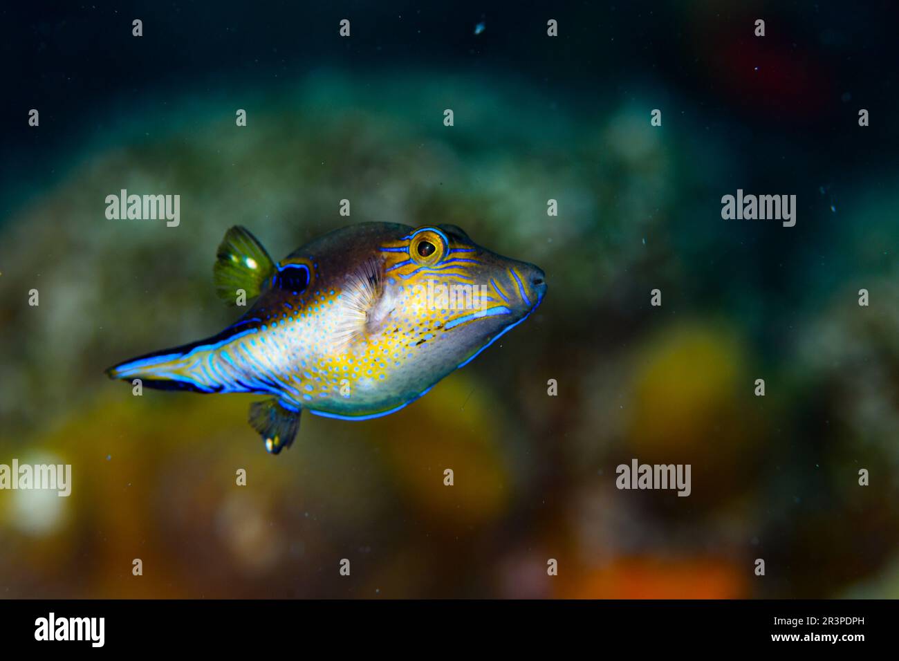 Pesce caraibico pesciolino dal naso affilato Foto Stock