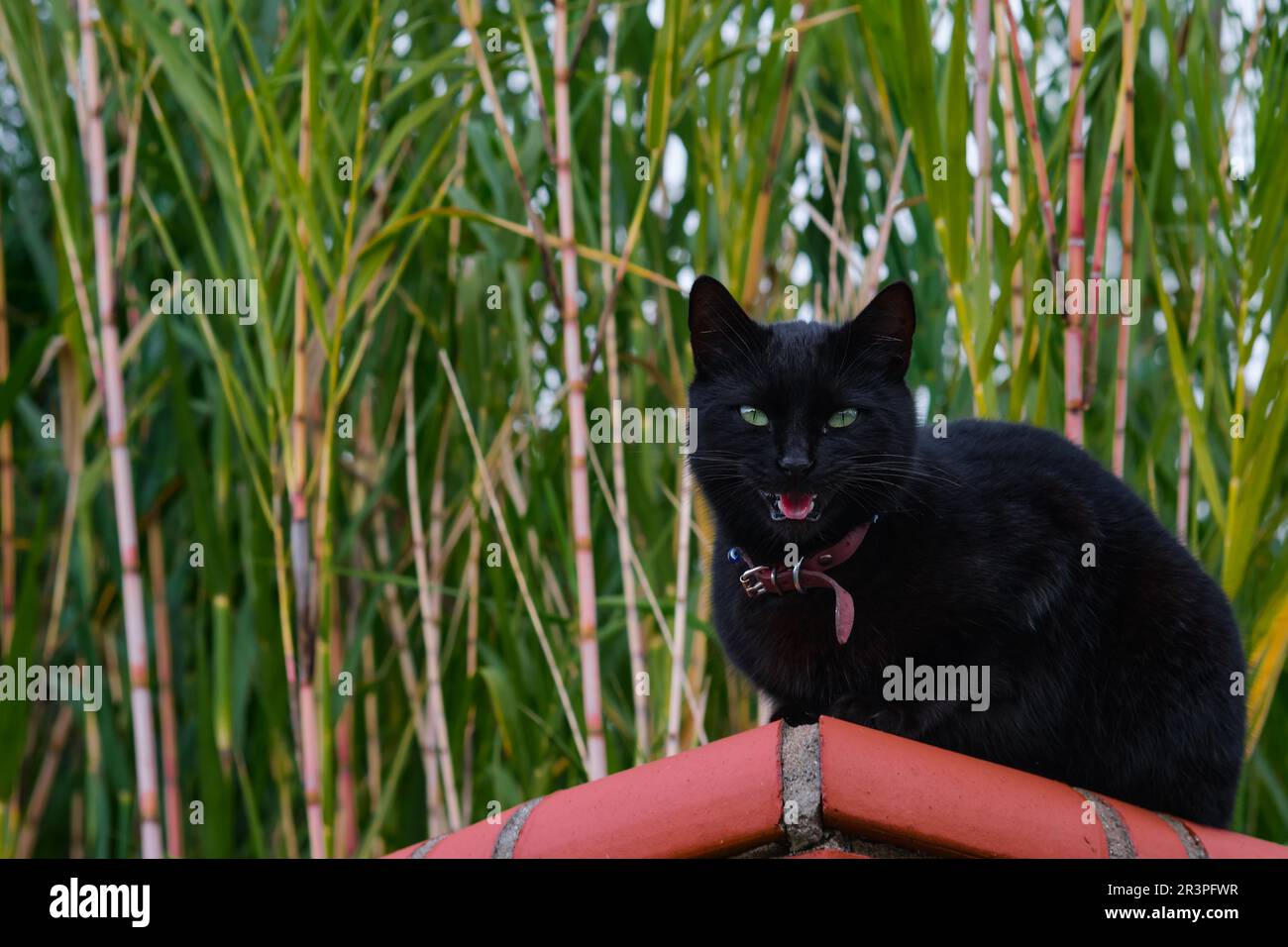 Gatto domestico nero siede su una recinzione e meows, guarda nella macchina fotografica. Primo piano di un gattino domestico sullo sfondo di una giovane canna da zucchero, focu selettivo Foto Stock