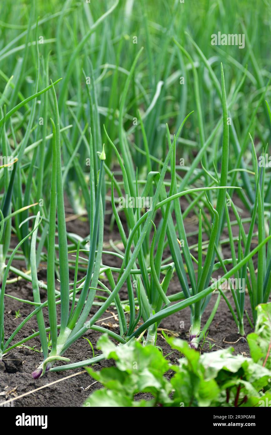 giovane cipolla che cresce in giardino Foto Stock