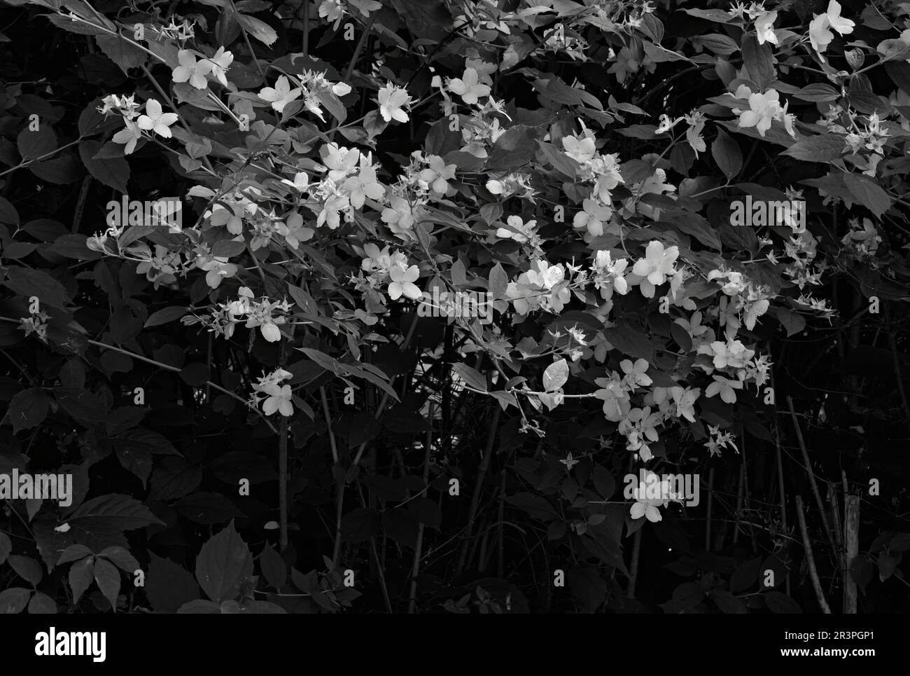 Bianco e nero di un dolce mock arancio, il dogwood inglese è una specie di pianta fiorita della famiglia delle Hydrangeaceae. Le fioriture sono abbondanti fragranti. Foto Stock