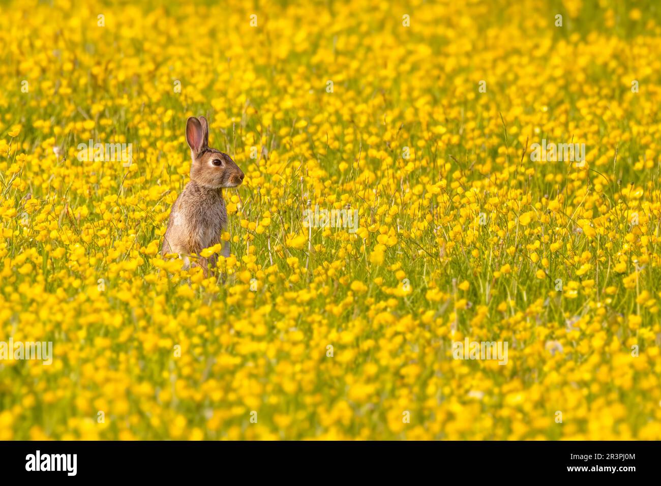 Coniglio giovane coniglio coniglio coniglio in un campo di coppe gialle in primavera. Oryctolagus cuniculus o Leporidae Foto Stock