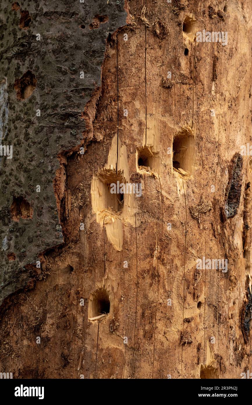 buchi nel tronco di un albero secco annoiato da alimentazione picchio Foto Stock