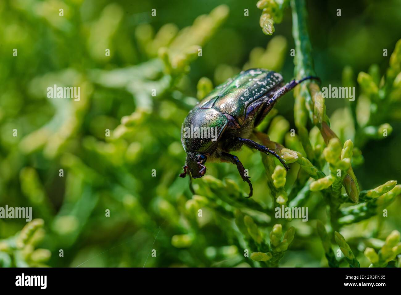 Macrofo di bel coleottero metallico, verde brillante e rame (Protaetia cuprea) su foglia verde circondata da vegetazione in primavera. Protaetia cupr Foto Stock