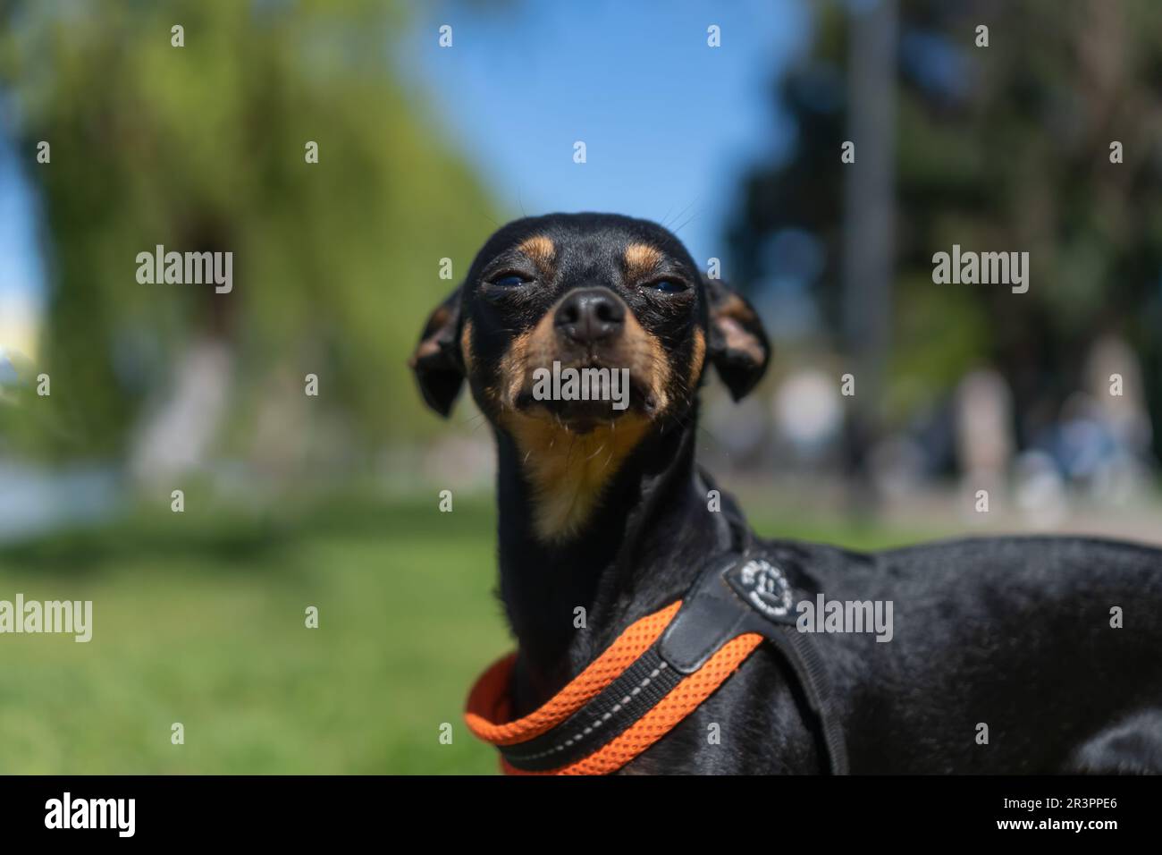 Primo piano di un nero e marrone russo Toy Terrier guarda contemptuosamente nella fotocamera. Piccolo cane divertente nel parco in una giornata di sole Foto Stock