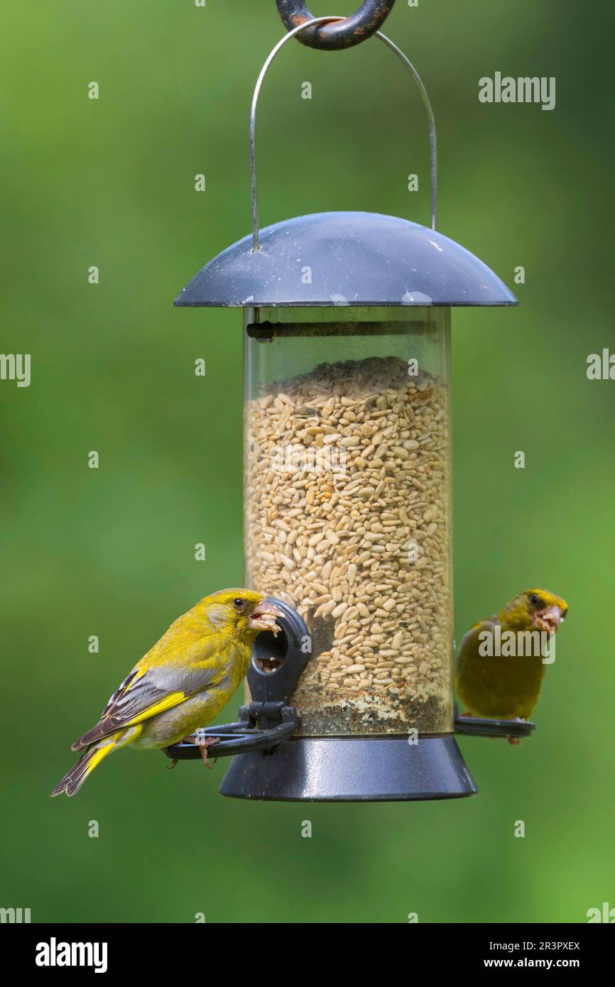 greenfinch occidentale (Carduelis chloris, Chloris chloris), due greenfinches che mangiano i grani ad una colonna di alimentazione, Germania Foto Stock