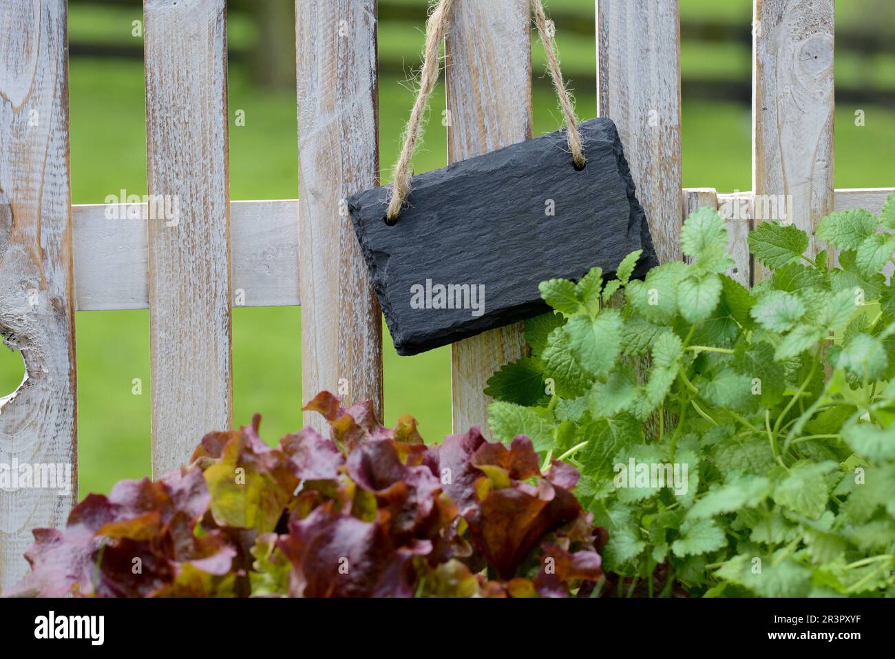 recinzione da giardino con lavagna nera vuota Foto Stock