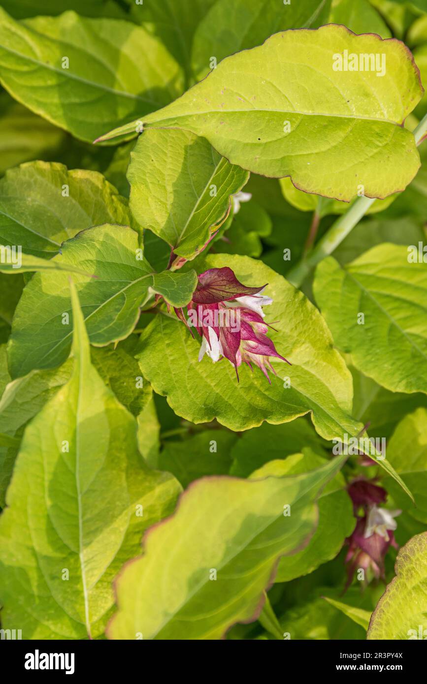 Himalayan Honeysuckle, Nutmeg fiorito, Himalaya Nutmeg, fagiano Berry (Leycesteria formosa Golden Lanterne), fioritura, cultivar Golden Lanterne Foto Stock