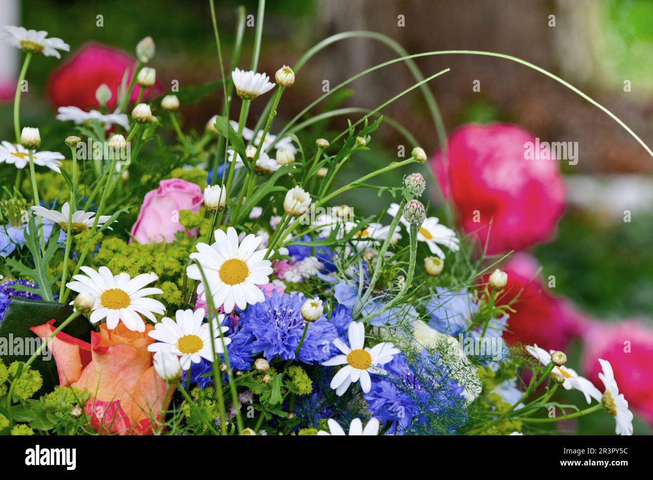 bouquet colorato con fiori di giardino, margherite, fiori di mais e rose Foto Stock