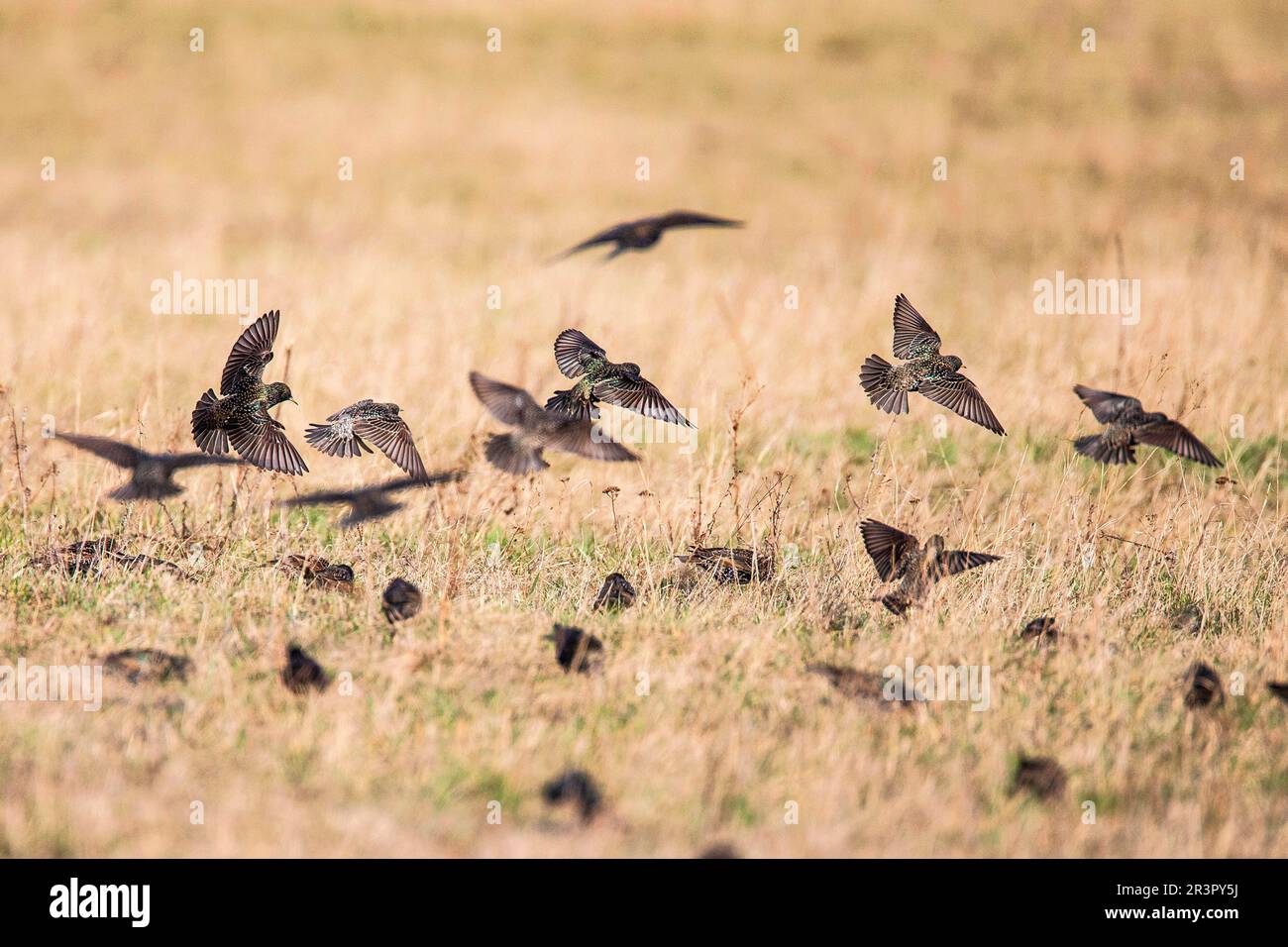 Starring comune (Sturnus vulgaris), gregge di uccelli alla ricerca di cibo in un prato essiccato, Germania, Baviera Foto Stock