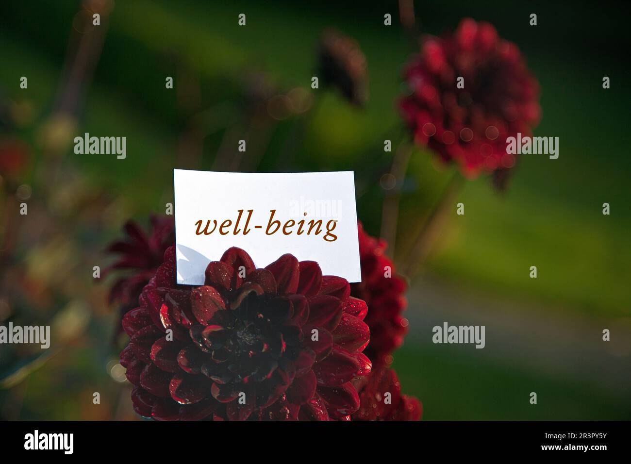 Fiore rosso della georgina con carta intestata benessere Foto Stock