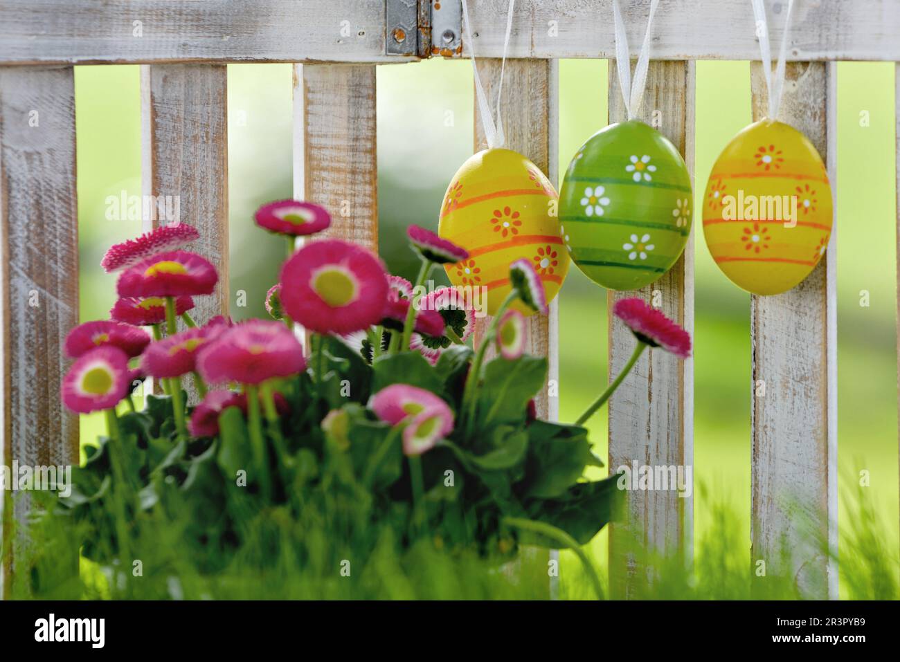 Margherite comune, margherite prato, margherite inglese (Bellis perennis), fioritura, uova di Pasqua appesi ad un recinto del giardino, Germania Foto Stock