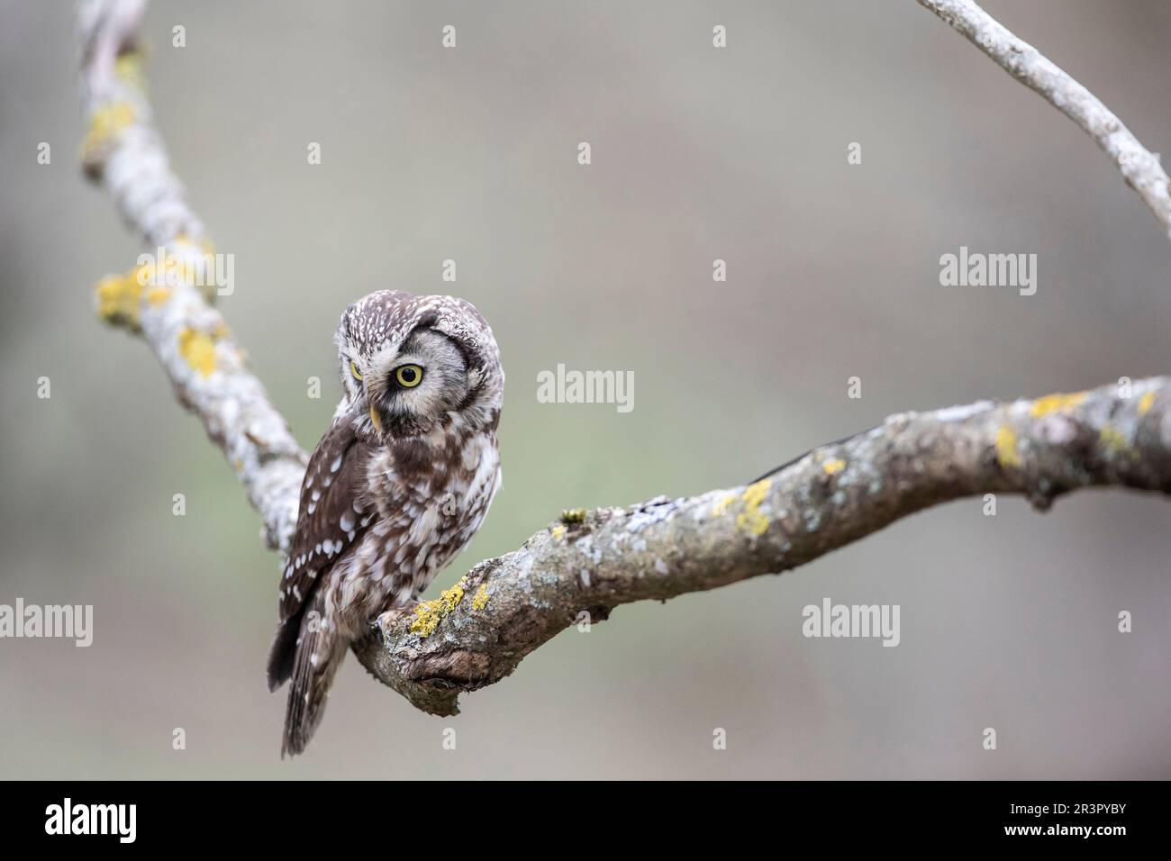Gufo boreale, gufo di Tengmalm, gufo di Richardson (Aegolius funereus), seduto su un ramo, Germania, Baviera Foto Stock