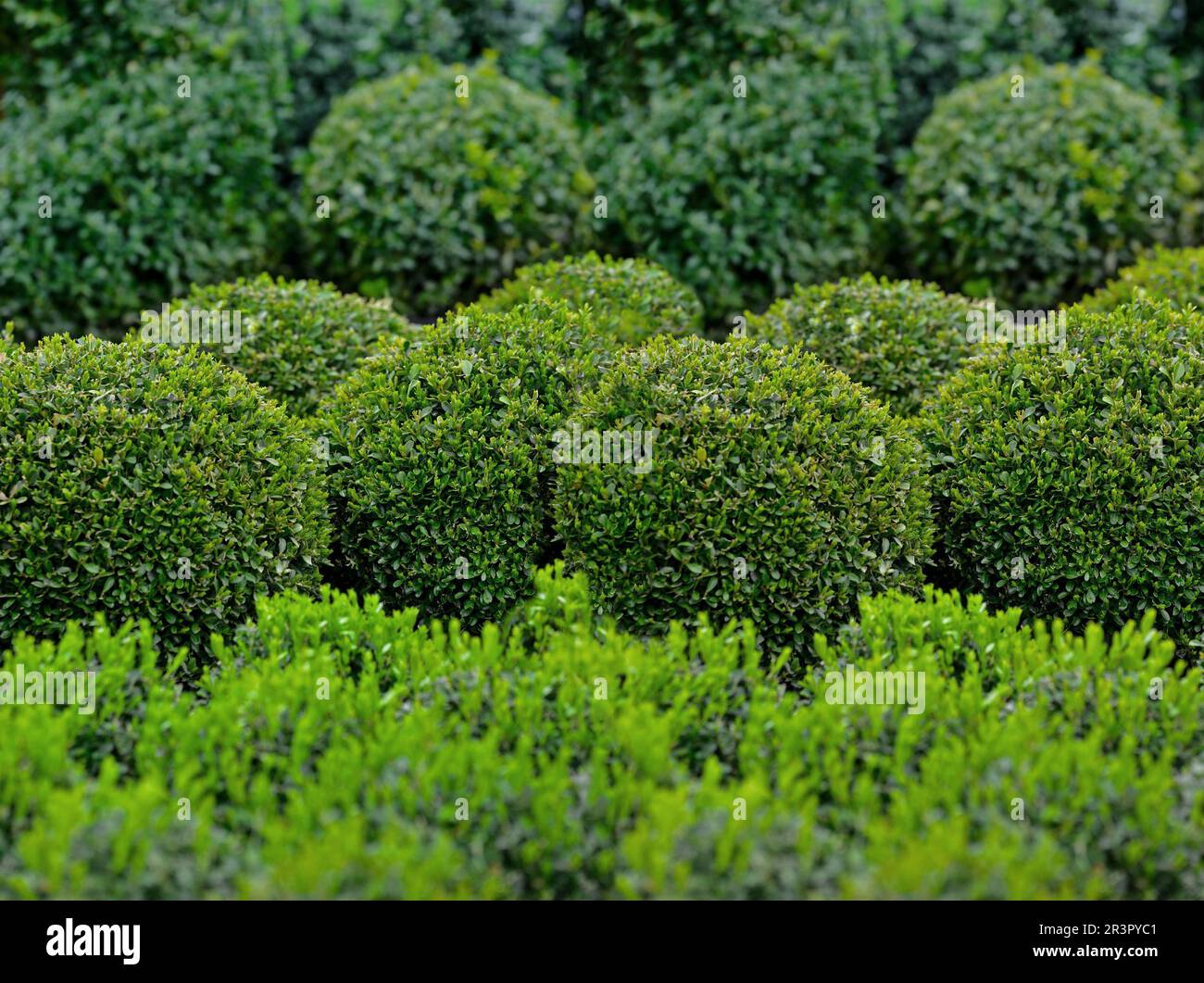 Scatola comune, bosso (Buxus sempervirens), bosso a forma di sfera in vaso Foto Stock