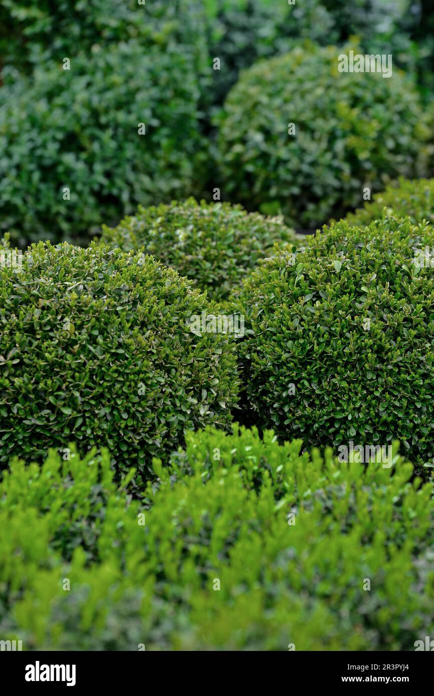 Scatola comune, bosso (Buxus sempervirens), bosso a forma di sfera in vaso Foto Stock