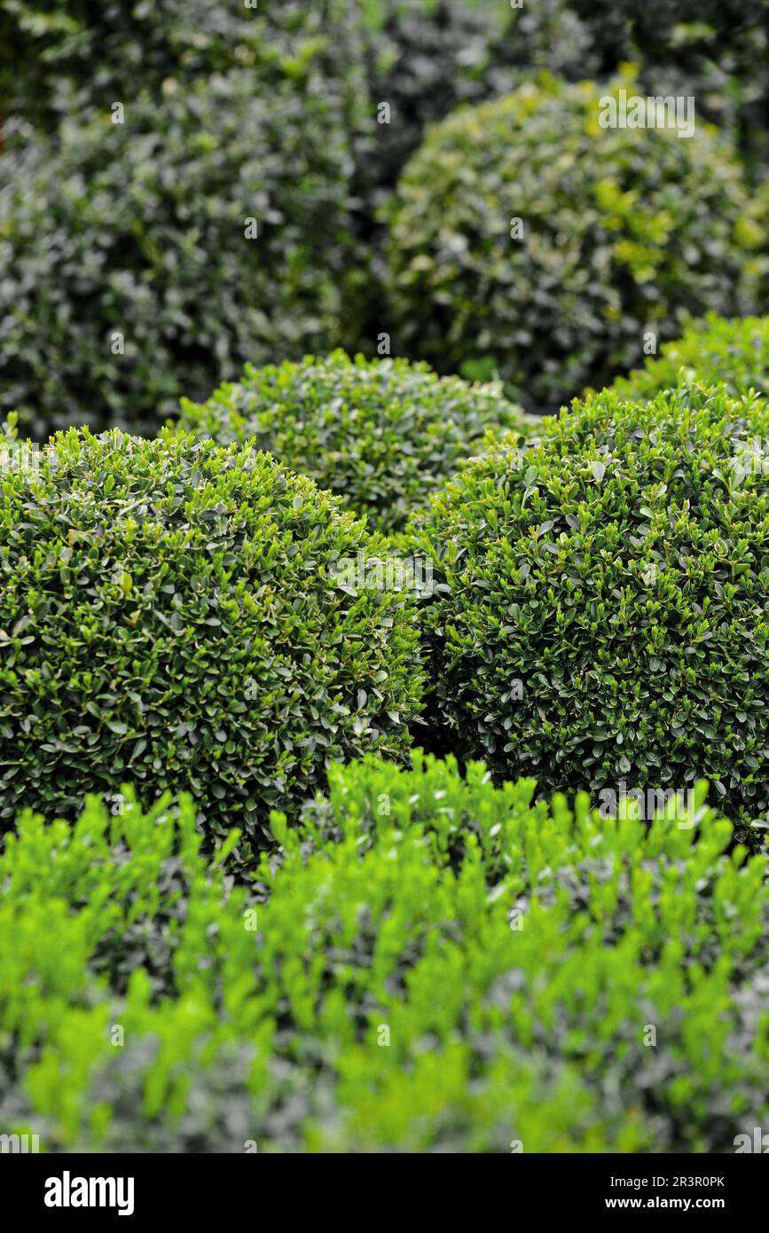 Scatola comune, bosso (Buxus sempervirens), bosso a forma di sfera in vaso Foto Stock