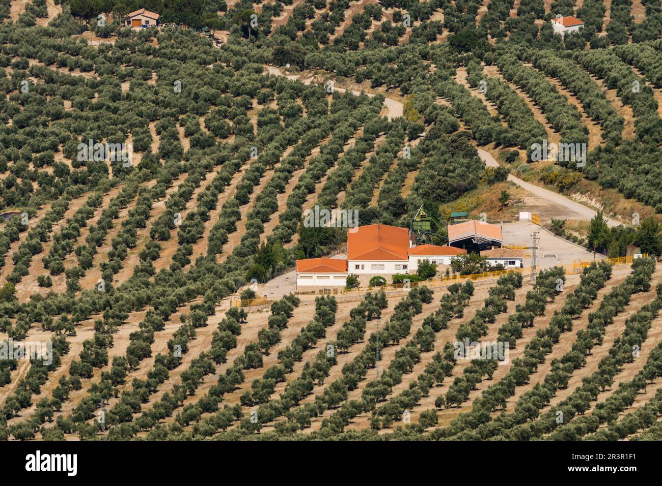 Olivos de Jaen, Parque natural sierras de Cazorla, Segura y Las Villas, Jaen, Andalusia. Foto Stock