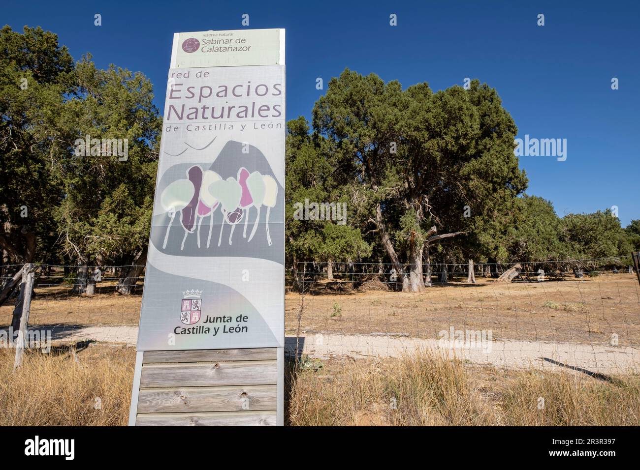 Sabinas albares (Juniperus thurifera), Espacio naturale del Sabinar de Calatañazor, Soria, Comunidad Autónoma de Castilla, Spagna, Europa. Foto Stock