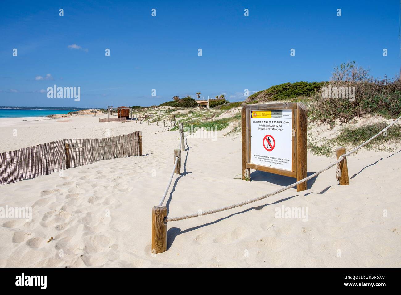 Es Arenals, spiaggia di Migjorn, Formentera, Isole Pitiusas, Comunità delle Baleari, Spagna. Foto Stock