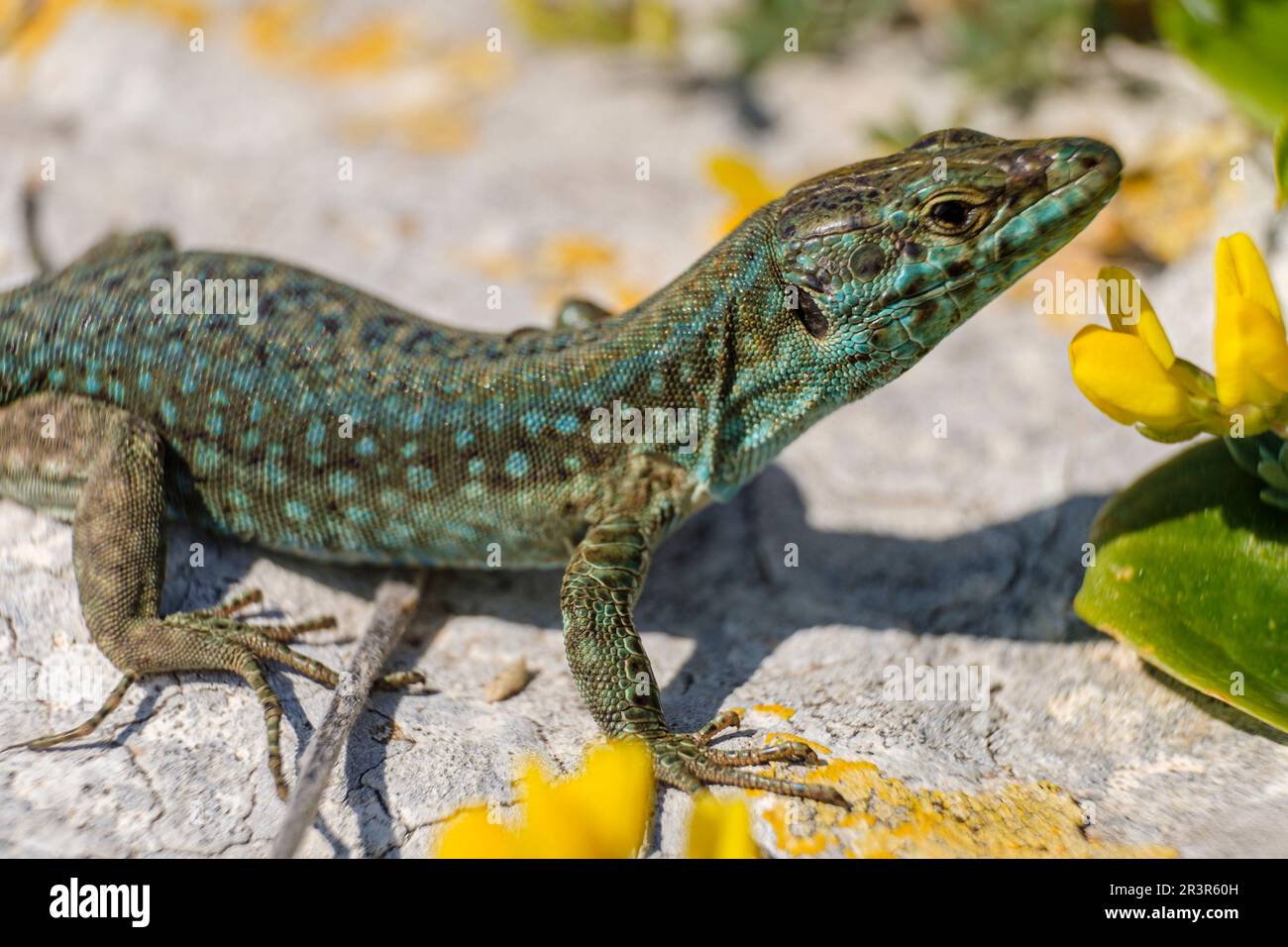 Podarcis hispanicus, Sargantana, Cap Barbaria, Formentera, Isole Pitiusas, Comunità Balearic, Spagna. Foto Stock