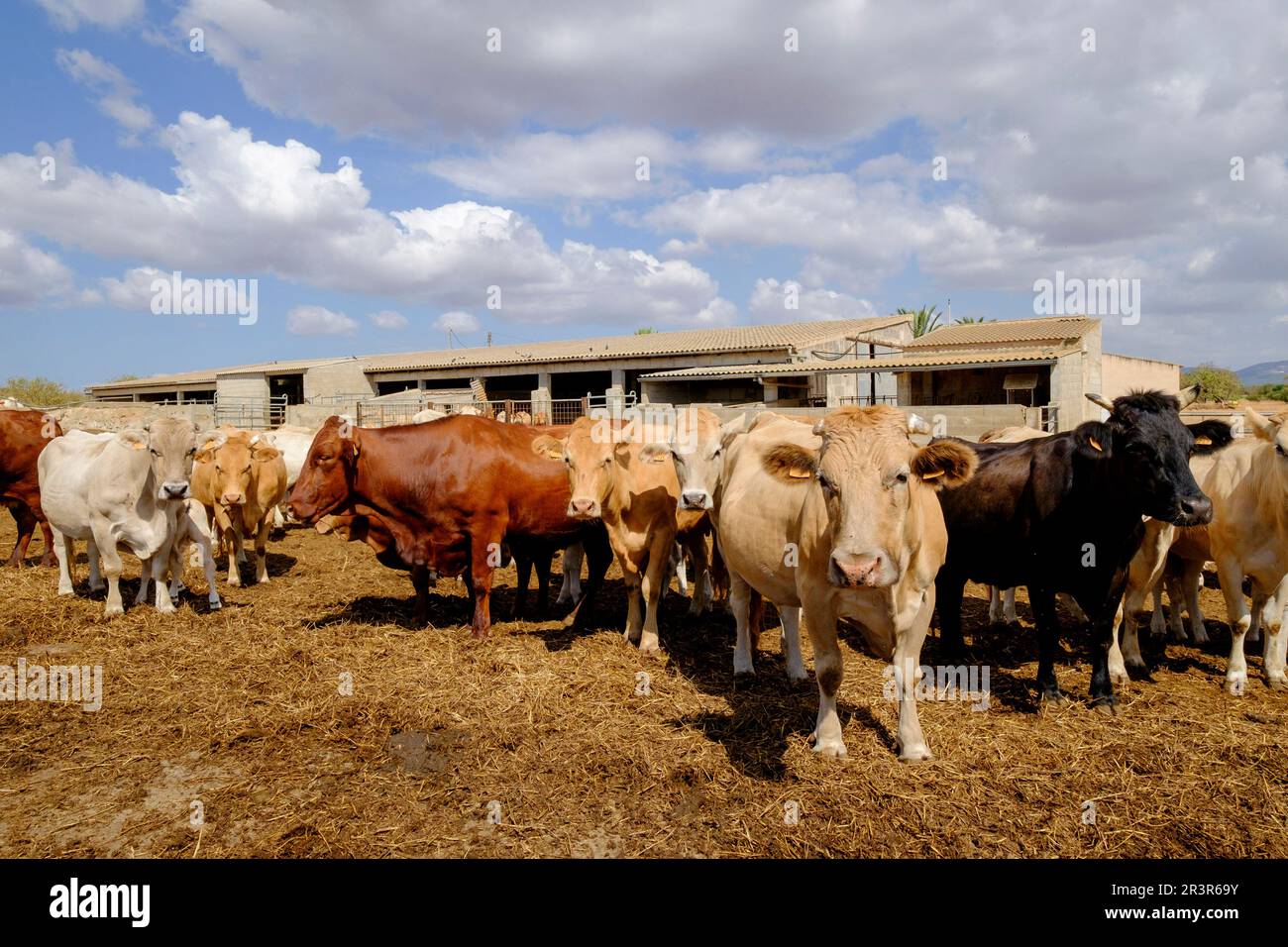 Produccion de ganado vacuno para carne, Campos, Maiorca, isole Baleari, Spagna, Europa. Foto Stock