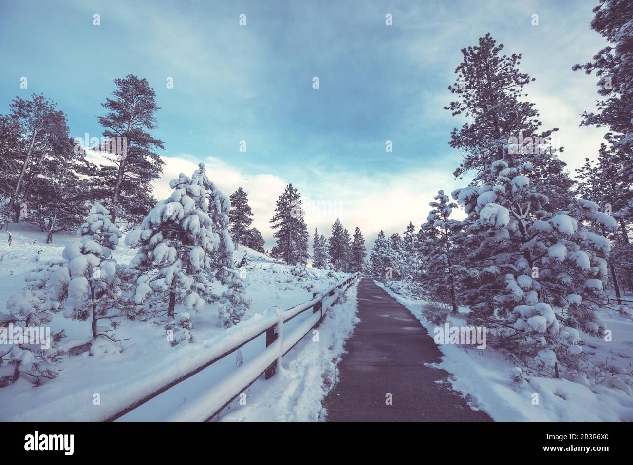 Foresta di inverno Foto Stock