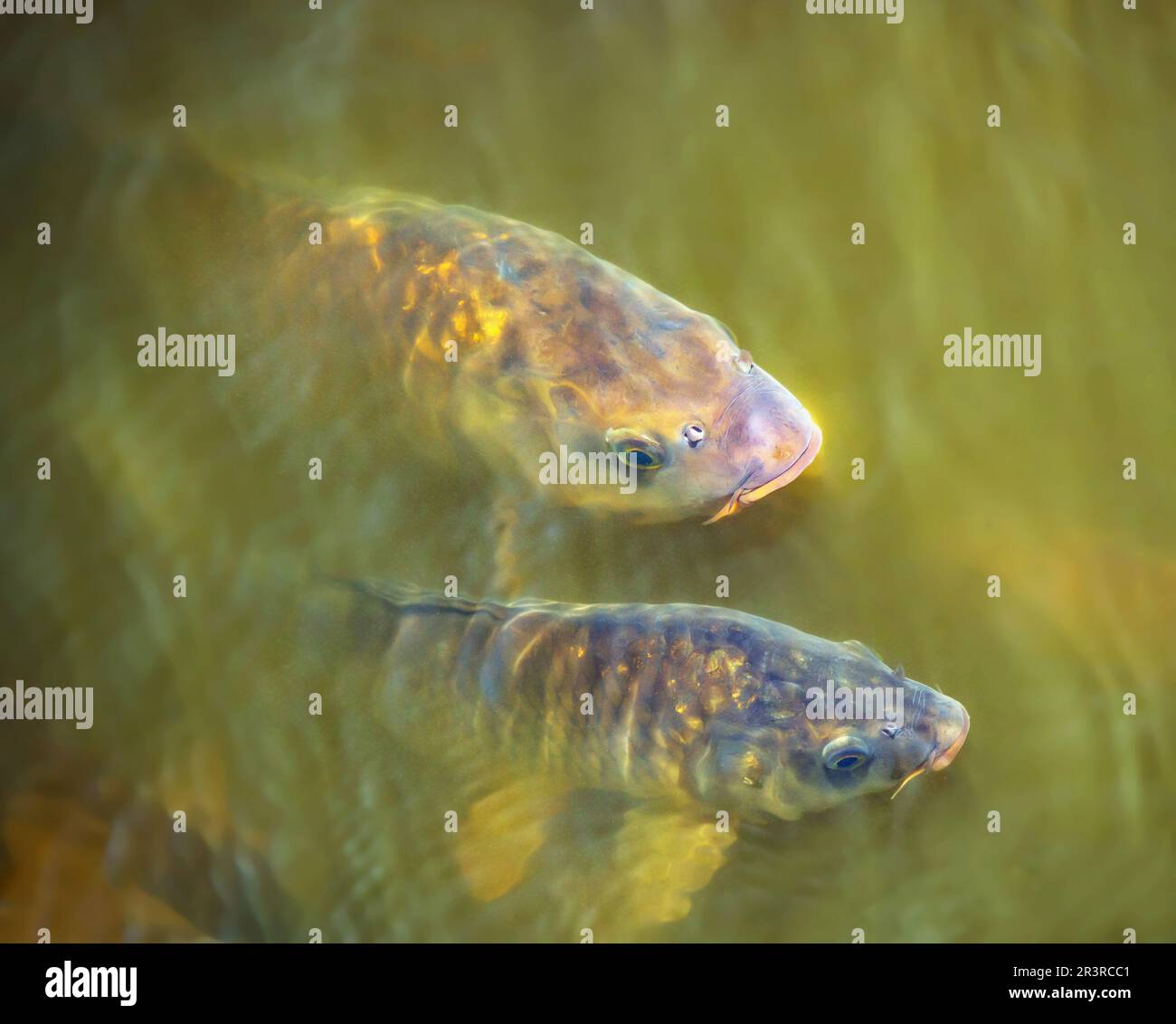 Karpfen 'Cyprinus carpio' Foto Stock