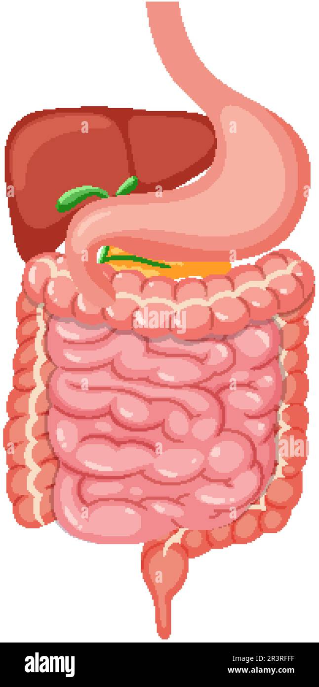Illustrazione del sistema digestivo medico umano Illustrazione Vettoriale