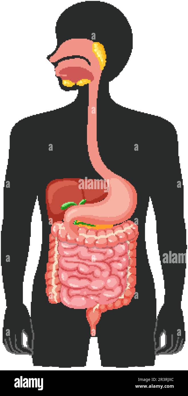 Illustrazione del sistema digestivo medico umano Illustrazione Vettoriale