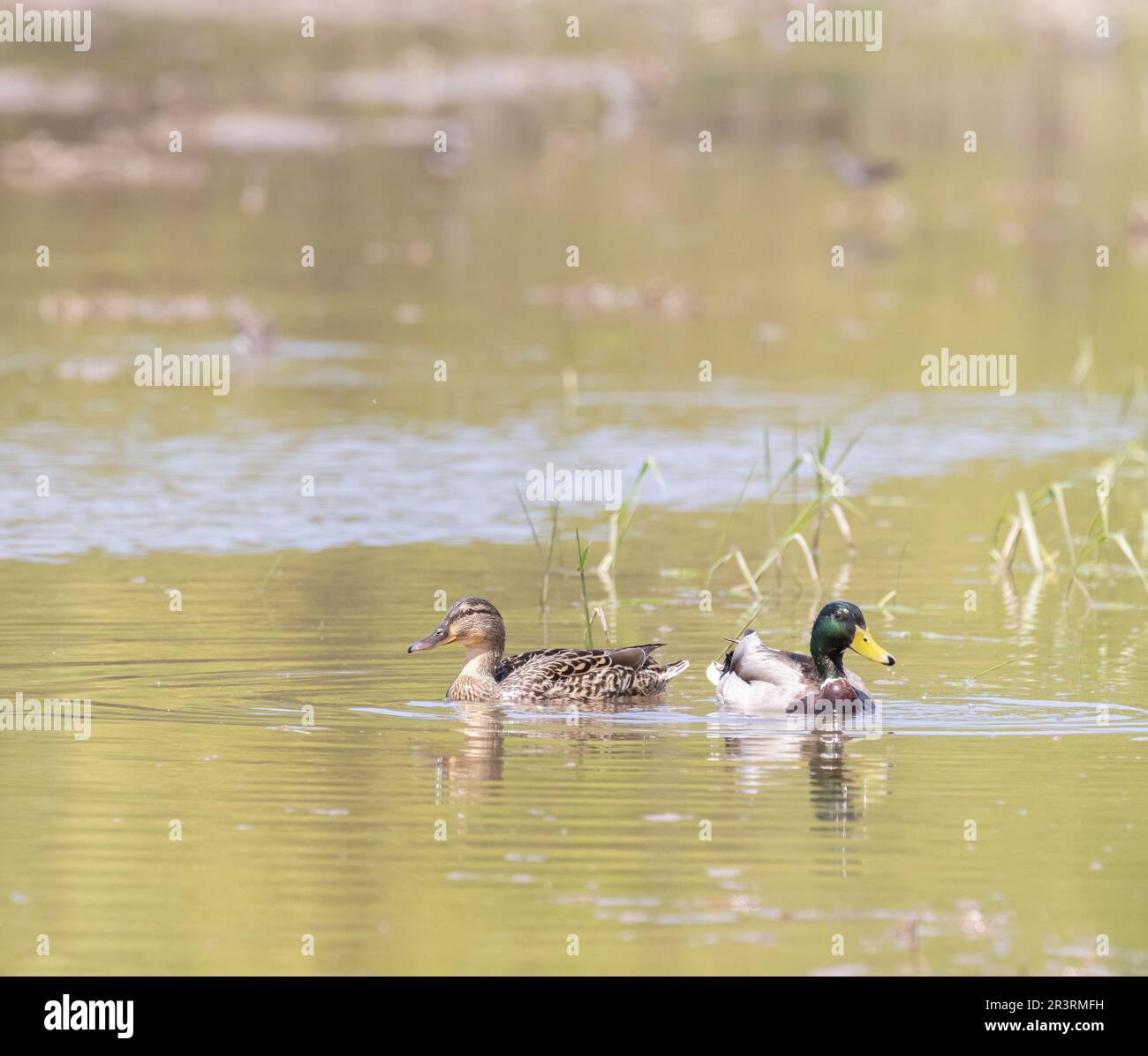 Una coppia di mallard su uno stagno a Waterloo Ontario in luce dorata del pomeriggio Foto Stock