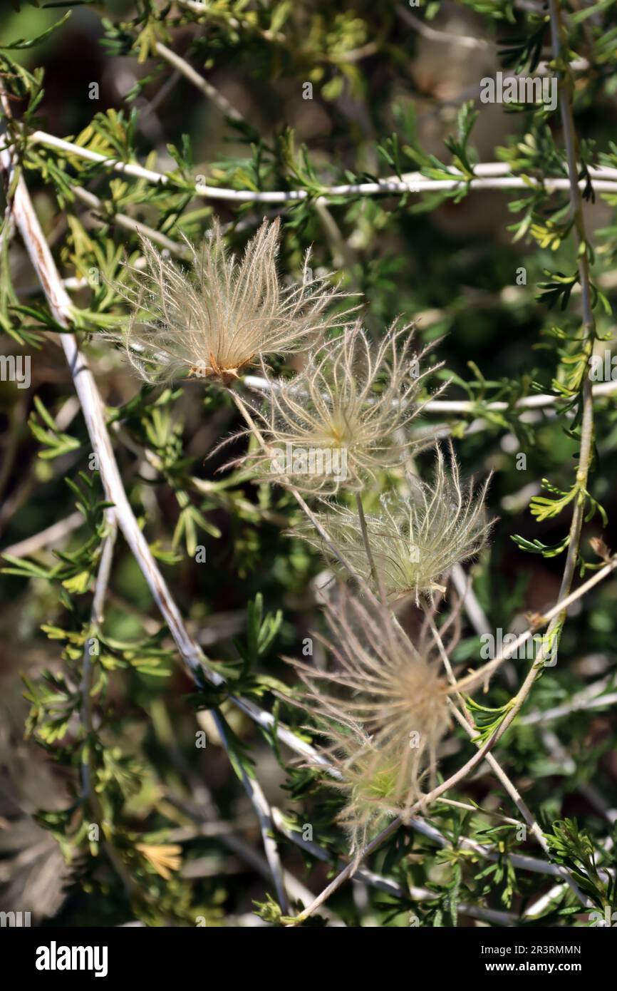 Susina di Apache (Fallugia paradoxa) - stand di semi, nel Giardino Botanico. Foto Stock