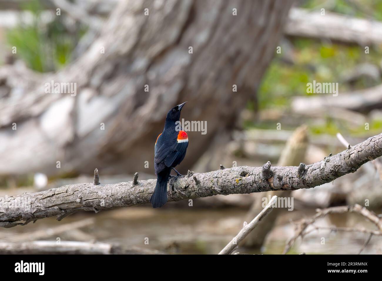 Uccello nero maschio dalle alette rosse (Agelaius phoeniceus) sulla palude Foto Stock