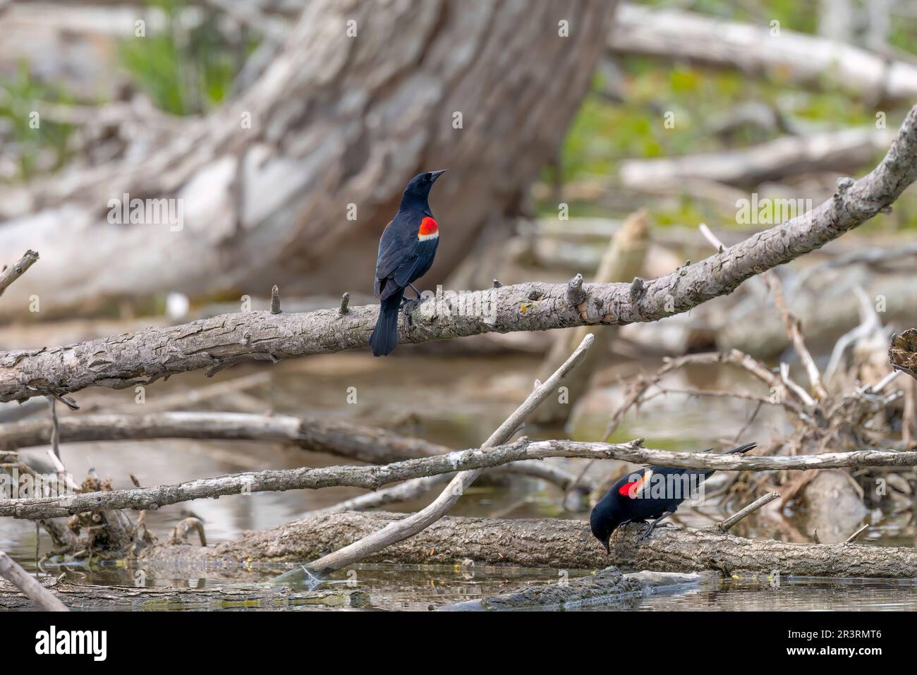 Uccello nero maschio dalle alette rosse (Agelaius phoeniceus) sulla palude Foto Stock