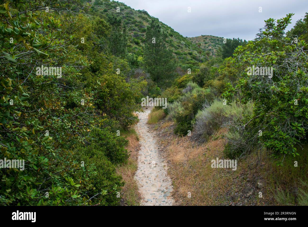 Il Wrigley Memorial & Botanical Garden sull'isola di Catalina ospita molte piante insolite. Foto Stock