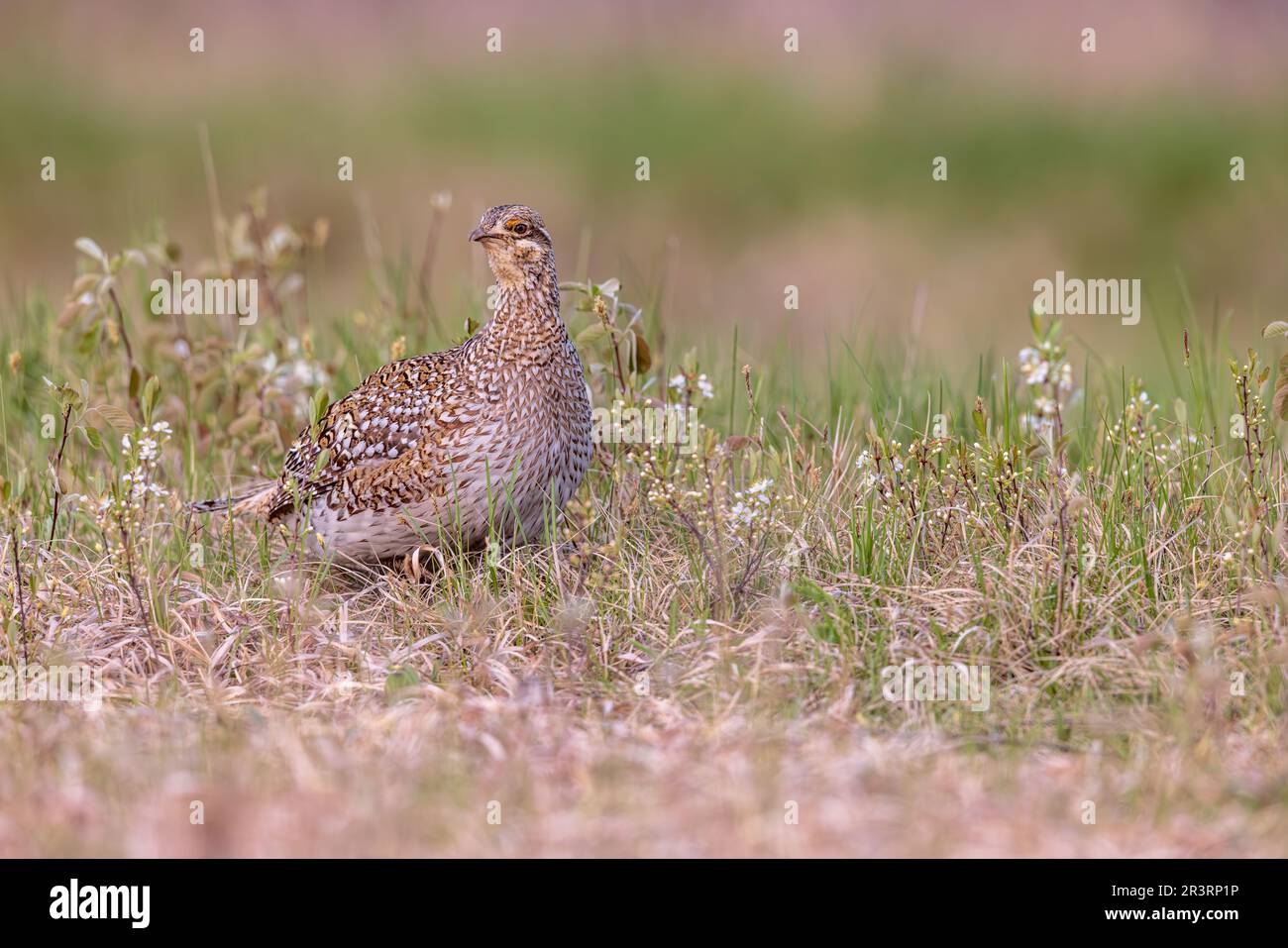 Gallo dalla coda affilata nel Wisconsin settentrionale. Foto Stock