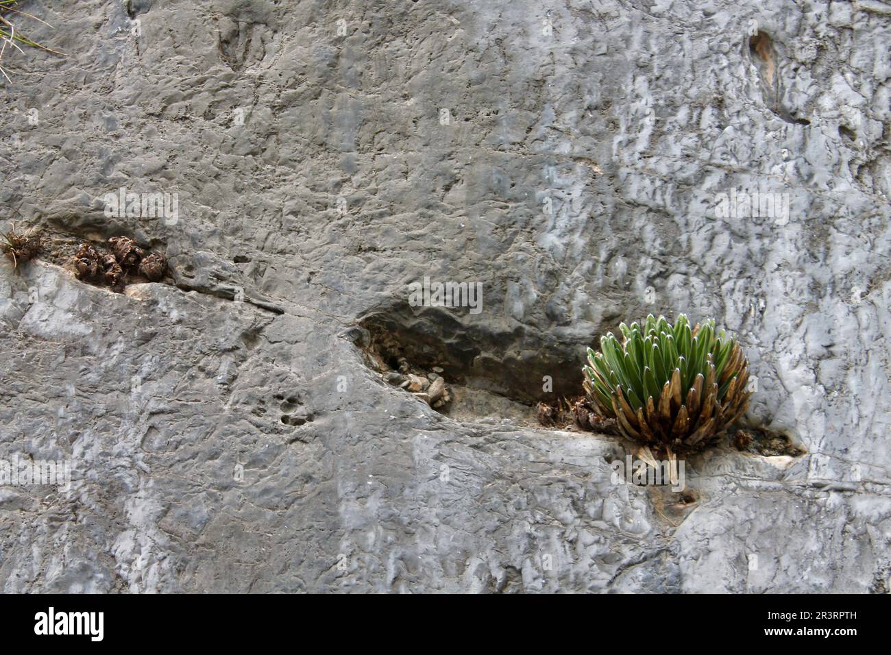 Resilienza della natura Foto Stock