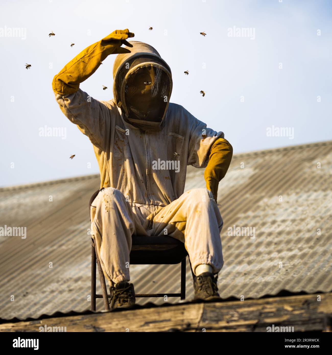 Bee Keeper sul tetto attaccato da sciame di api Foto Stock