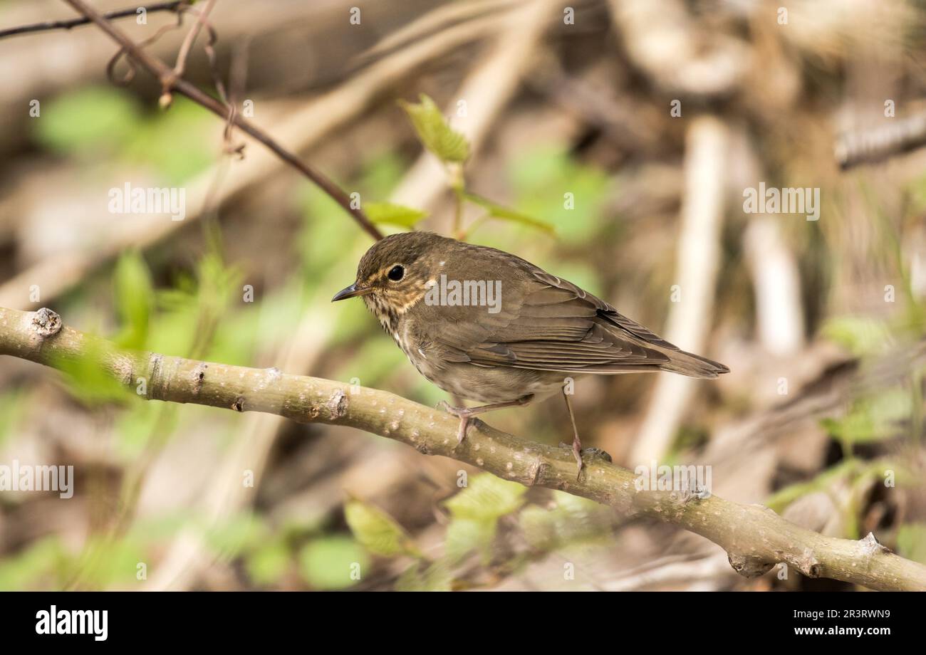 Profilo laterale closeup del Thrush di Swainson che si aggirano su un ramo frondoso durante la migrazione primaverile in Ontario, Canada. Foto Stock