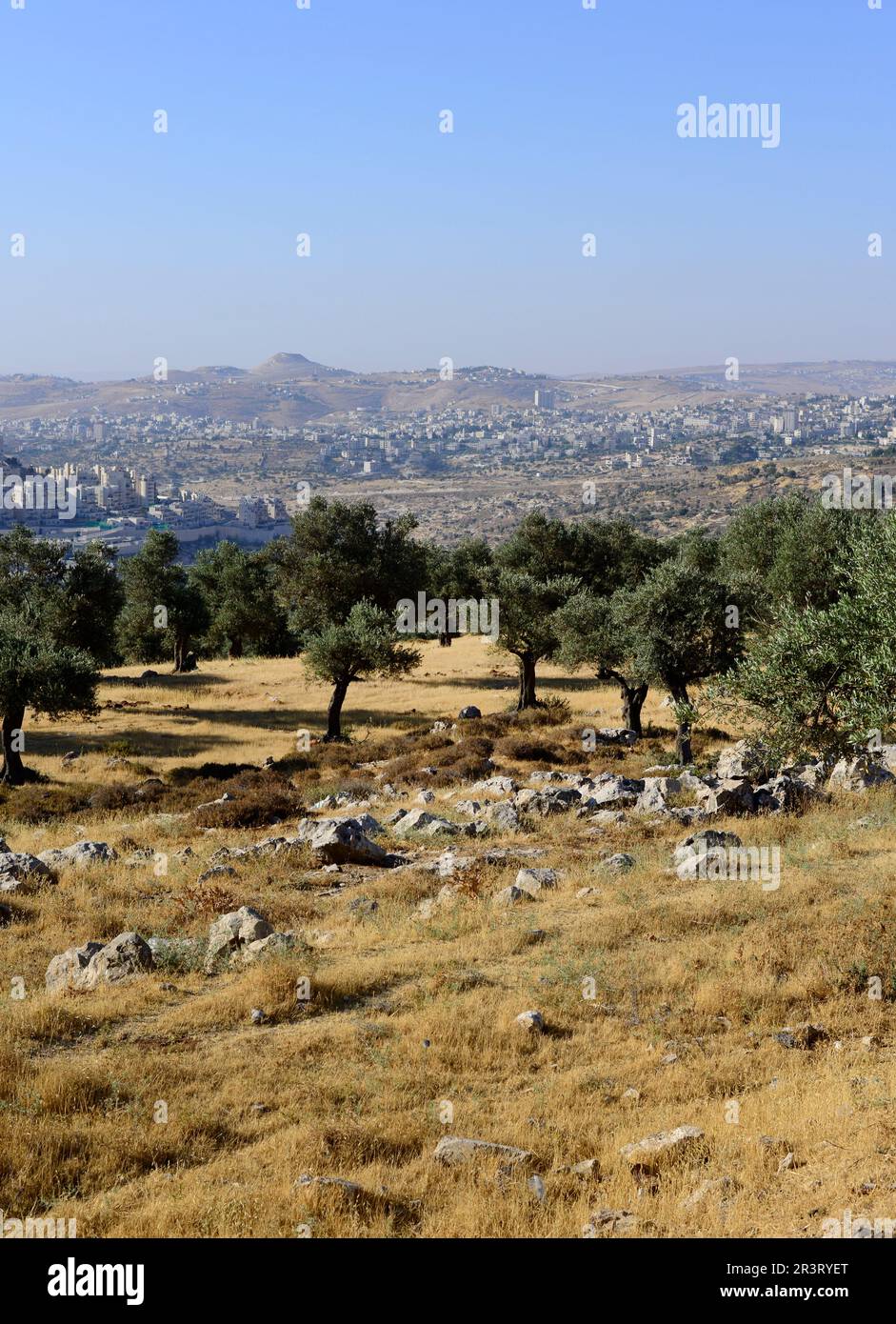 Vista sul monte Herodion nel deserto della Giudea. Cisgiordania, Palestina. Foto Stock