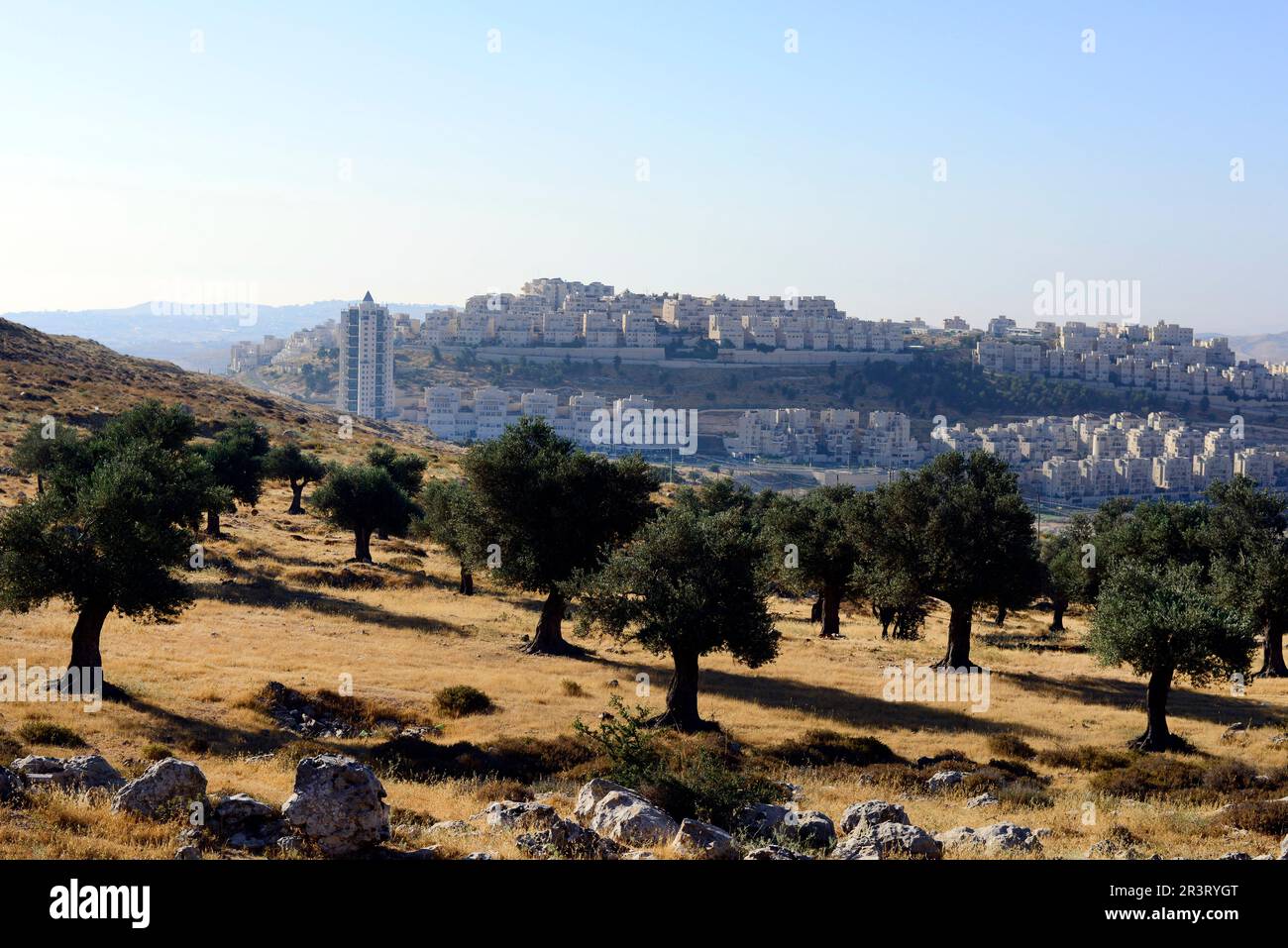 Olivi palestinesi con un insediamento israeliano sullo sfondo. Cisgiordania, Palestina. Foto Stock