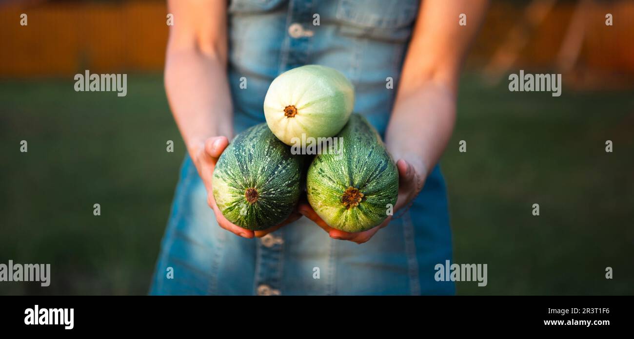 Zucchine e zucchine nelle mani di un agricoltore in una zona suburbana con azienda agricola. Raccolta ecologica, giardino ecologico, coltivazione Foto Stock
