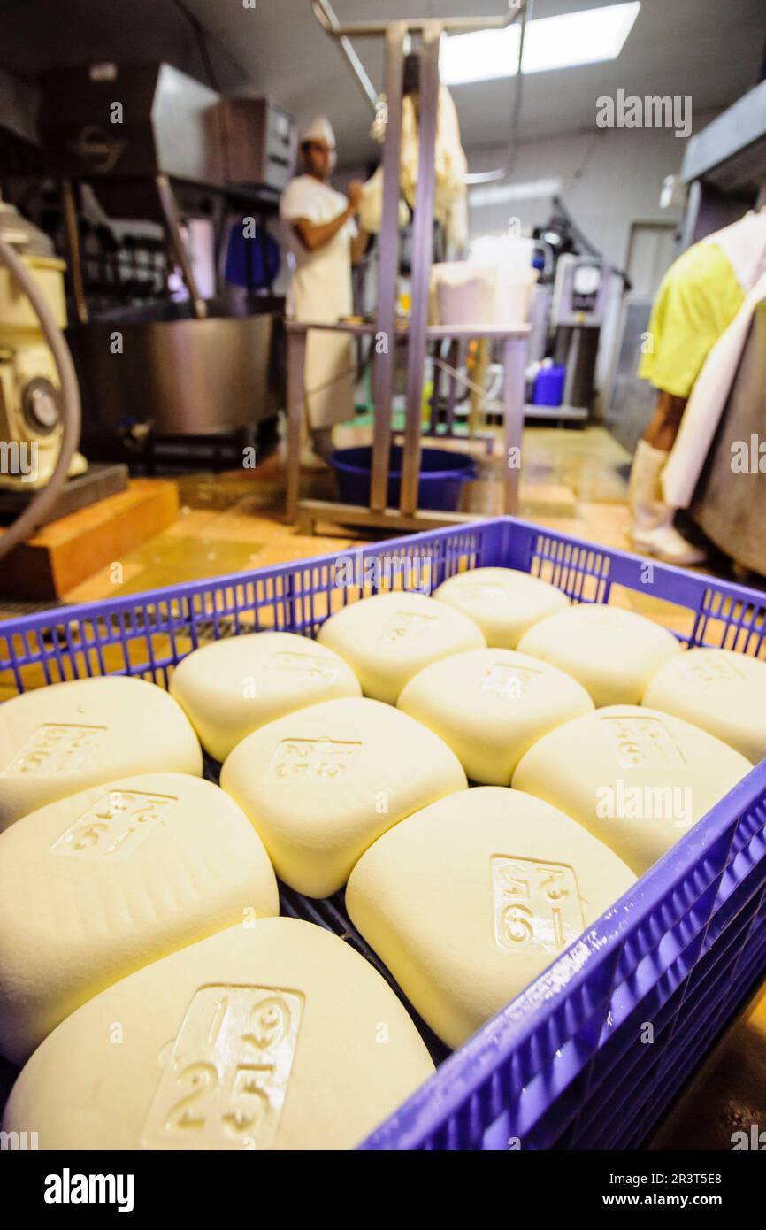 Fatto tutto artigianelmente fabricacion de queso Binigarba - denominacion de origen Mahon artesano- finca Binigarba, Ciutadella, Menorca, Islas Baleares, España, Europa. Foto Stock