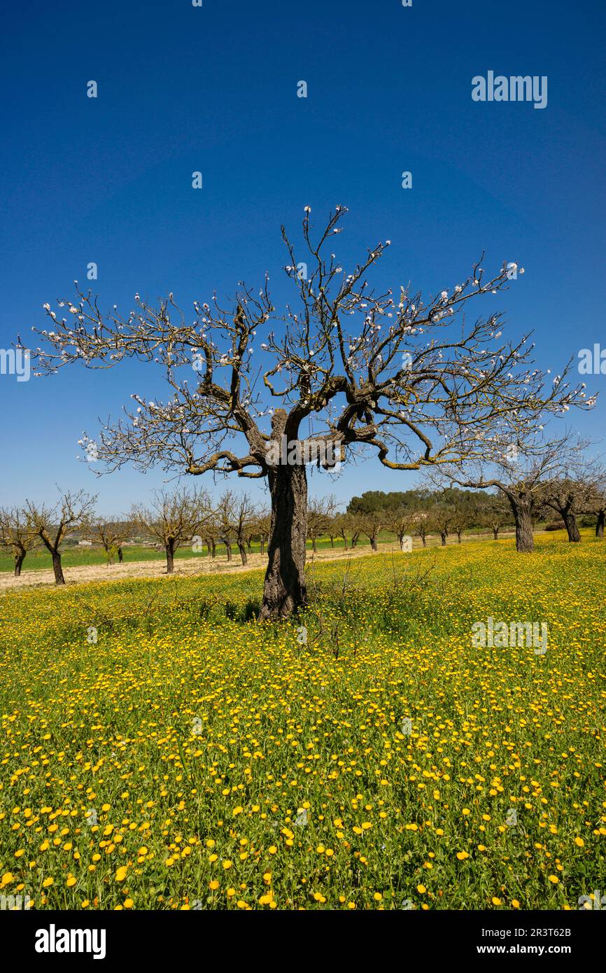 Albaricoquero, Prunus armeniaca, Porreres, Maiorca, isole Baleari, Spagna, Europa. Foto Stock