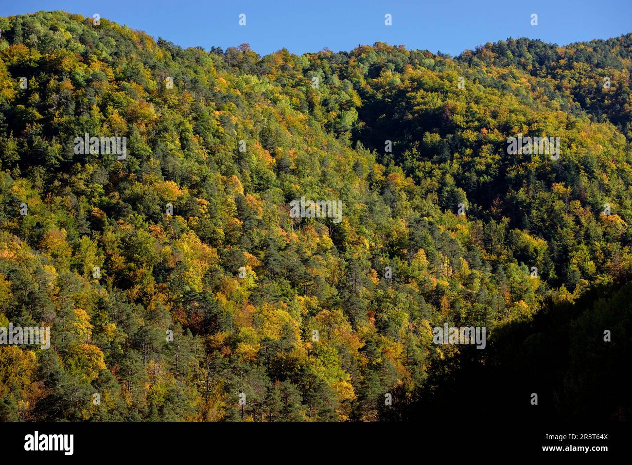 Bosque de la Pardina del Señor, Fanlo, Huesca, Aragón, cordillera de los Pirineos, Spagna. Foto Stock